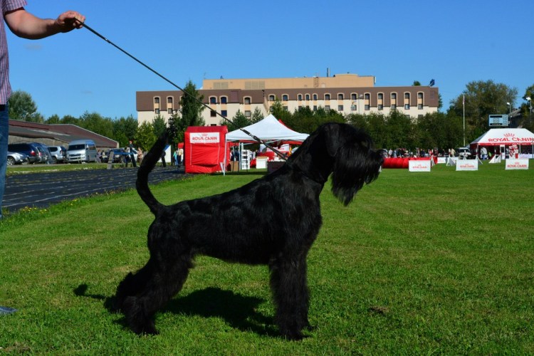 Порода Ризеншнауцер