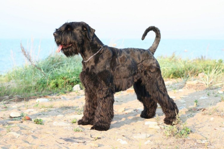 Ризеншнауцер черный