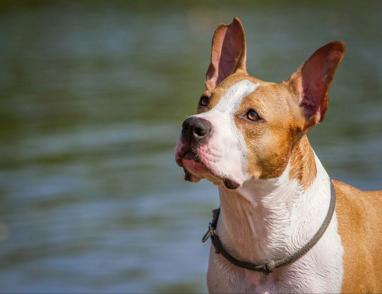 Амстафф некупированный