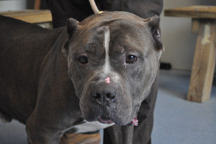 Питбуль некупированный