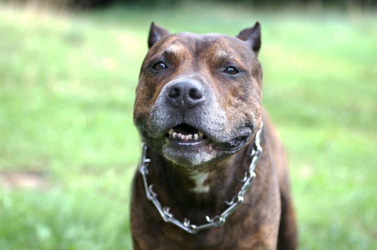 Терьер стаффордширский терьер
