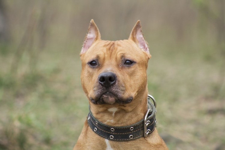 Стаффордширский терьер купирование щенок