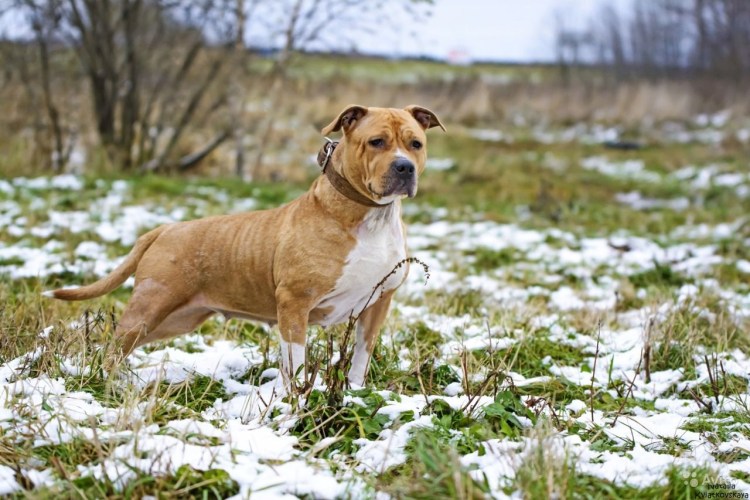 Стаффордширский терьер купирование