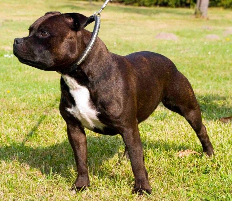 Амстафф питбуль терьер