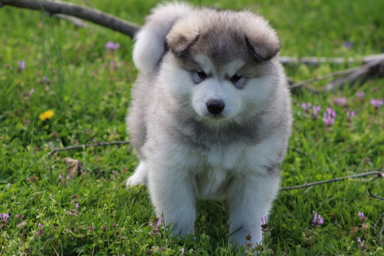 Ньюфаундленд порода собак