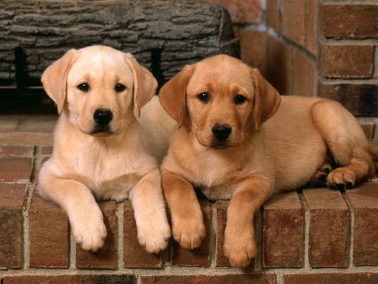 Порода Бернский зенненхунд