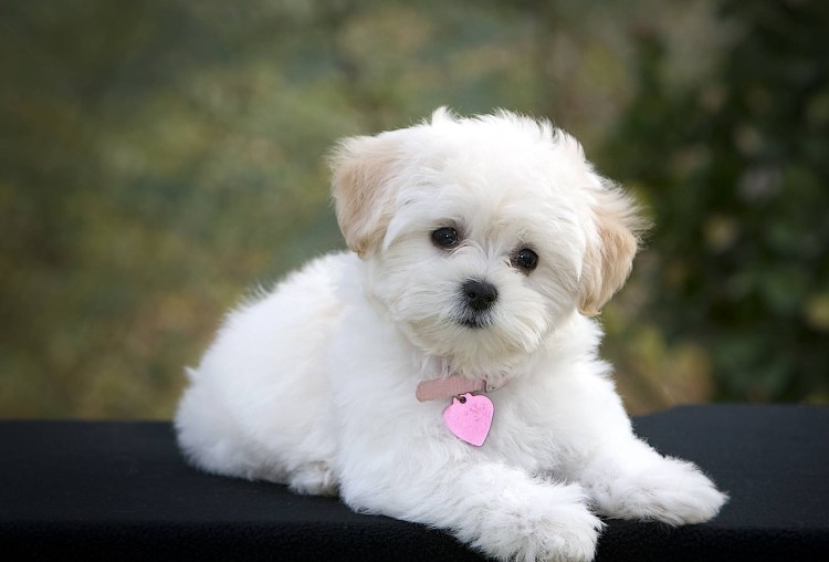 Французский мастиф