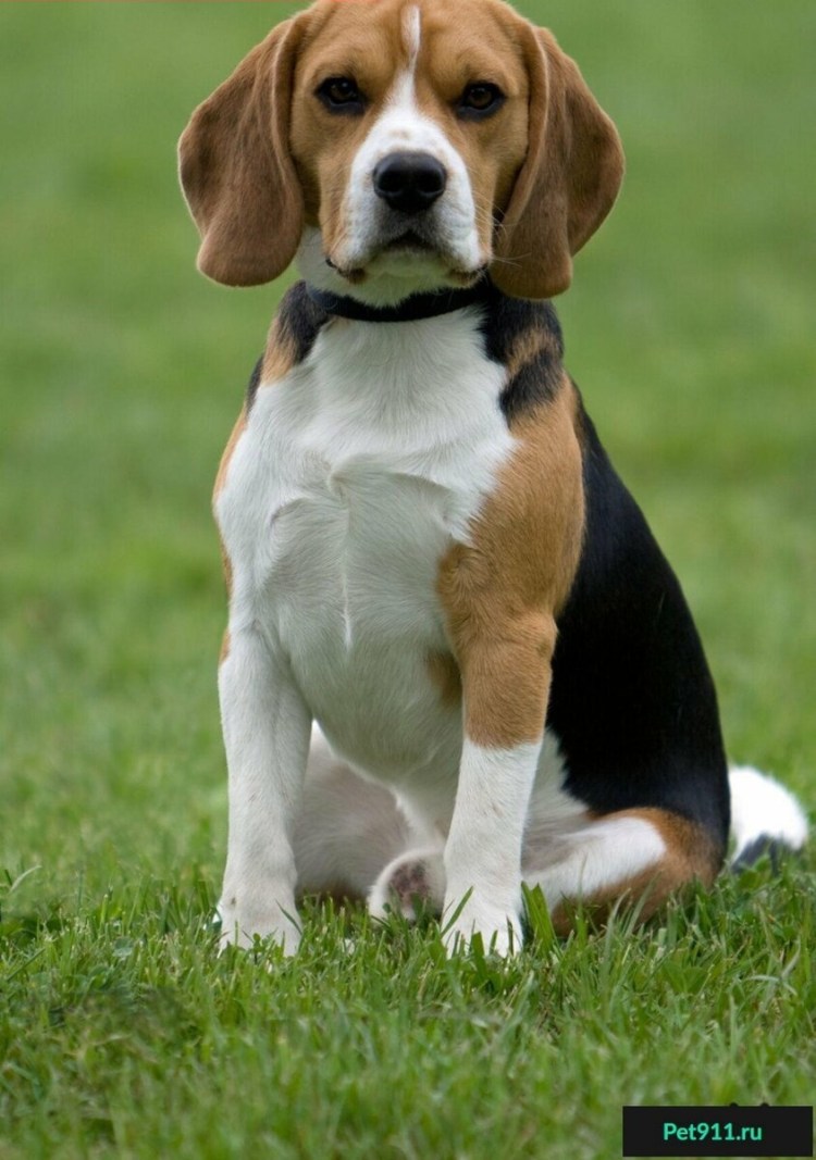 Бишон Болоньез