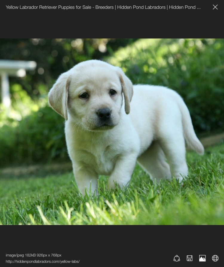 Порода собак Бигль