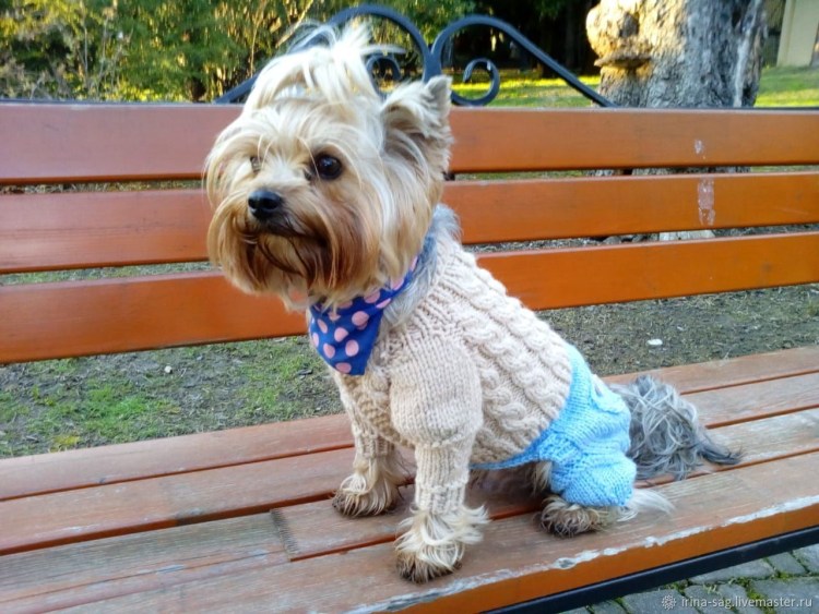 Вязаный комбинезон для Йорка