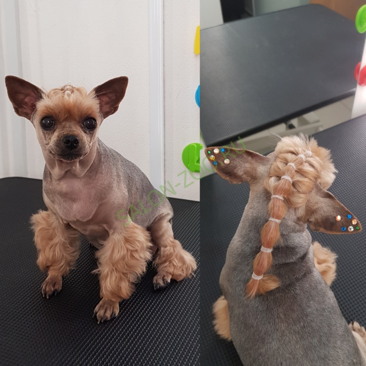 Лысый Йорк терьер