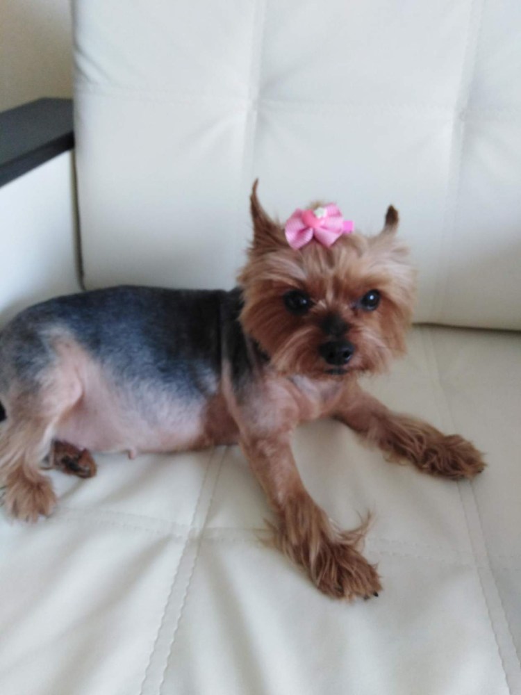 Михаил Сергеевич собака