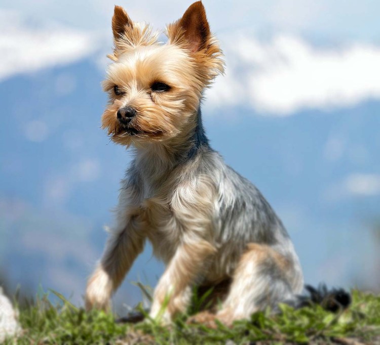 Стрижка ершский терьер