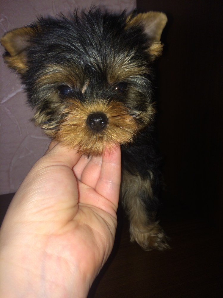 Ирокез у Йорка