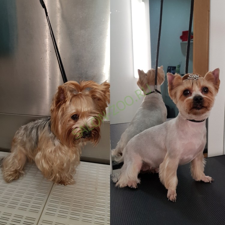 Стрижка лап у Йорка