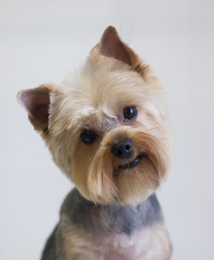 Йоркширский терьер переросток