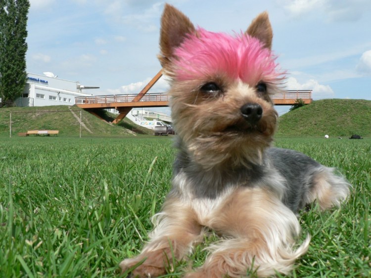 Йоркширский терьер налысо