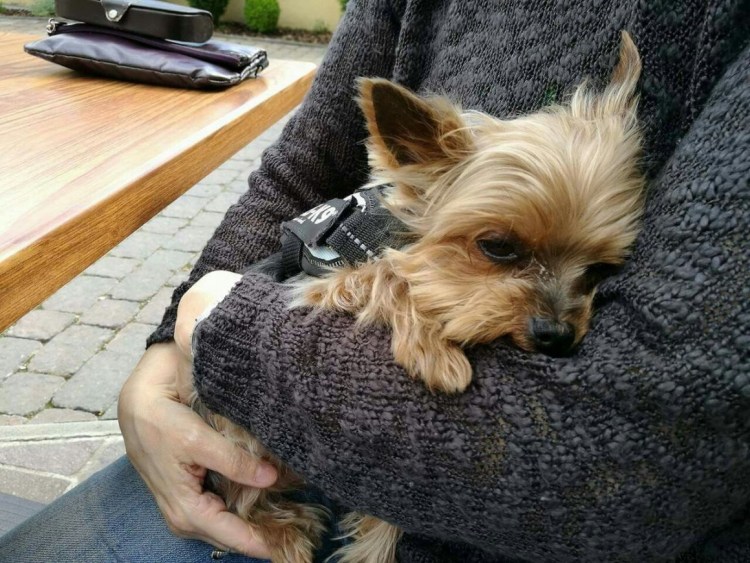 Карликовый Йоркшир