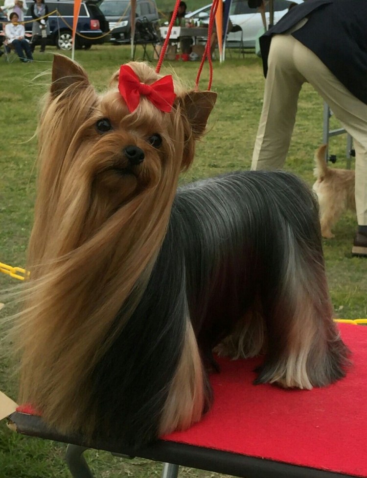 Нестриженный Йоркширский терьер