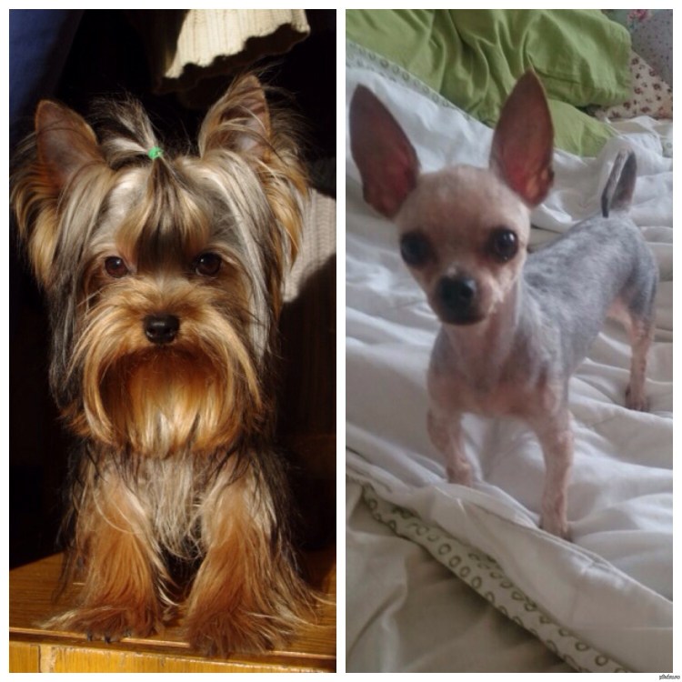 Ершский терьер стандарт