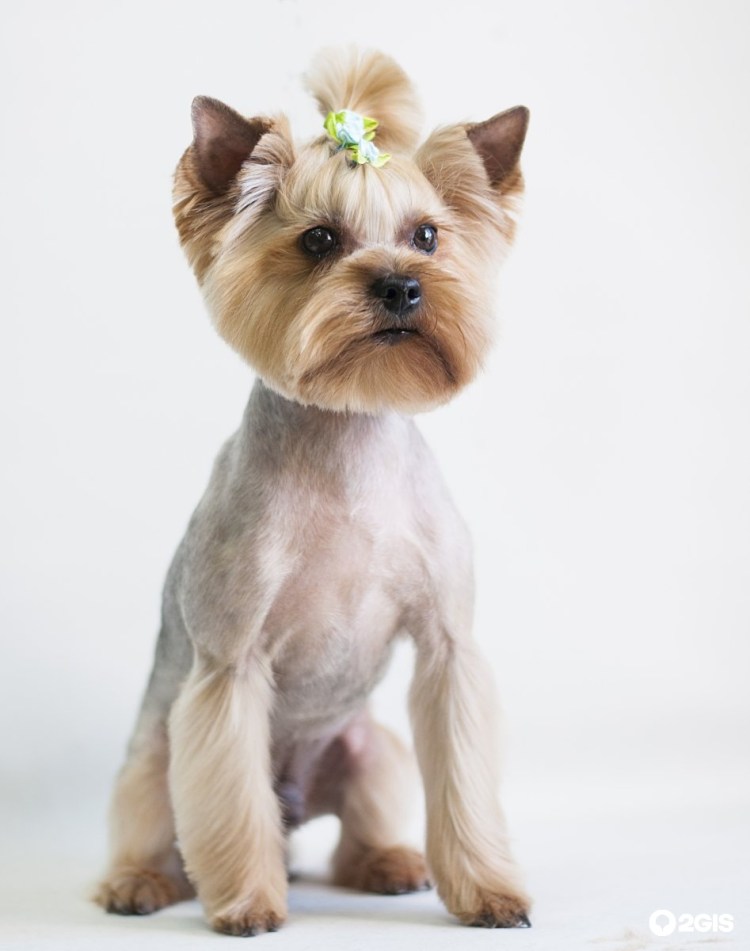 Вислоухий Йоркширский терьер