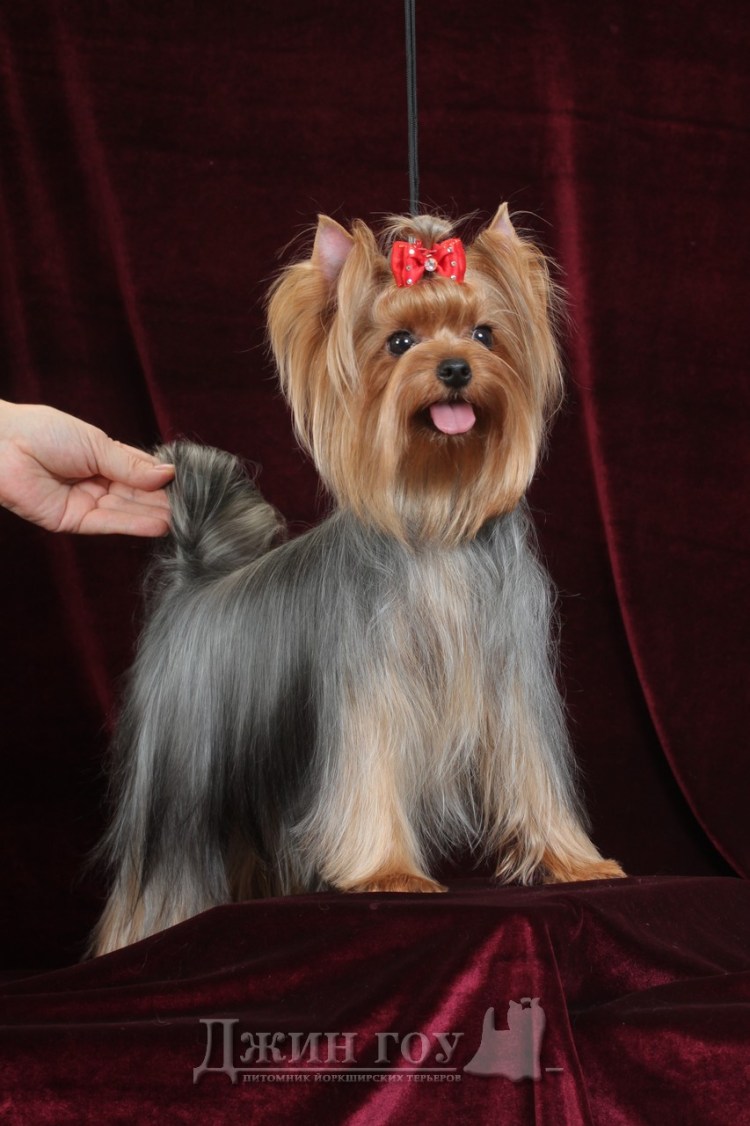 Карликовый Йоркширский терьер