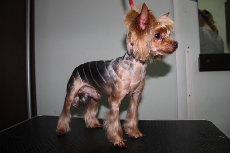 Йоркширский терьер