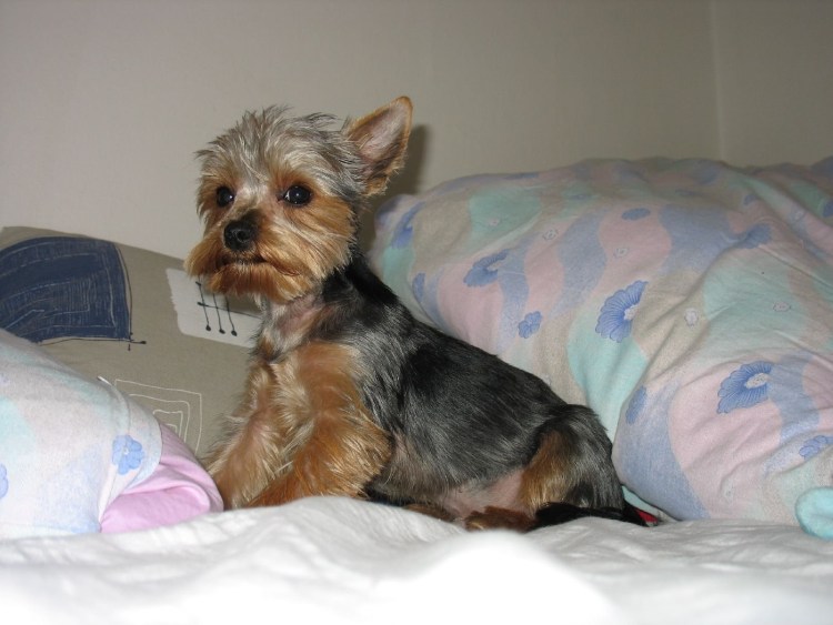 Лысый Йоркширский терьер