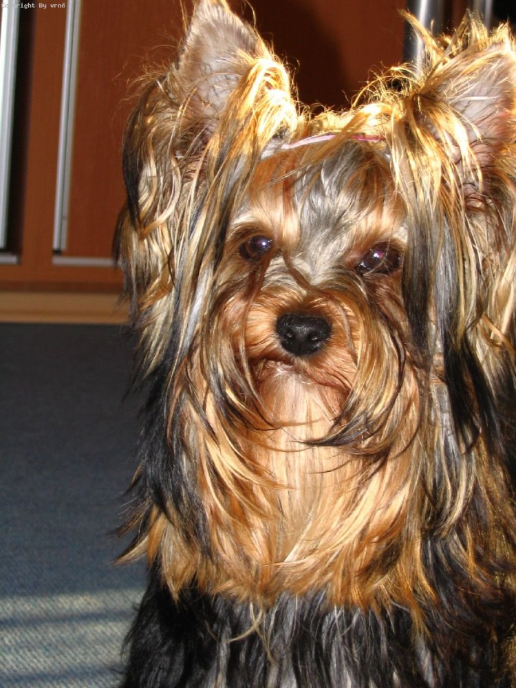 Ушастый Йоркширский терьер