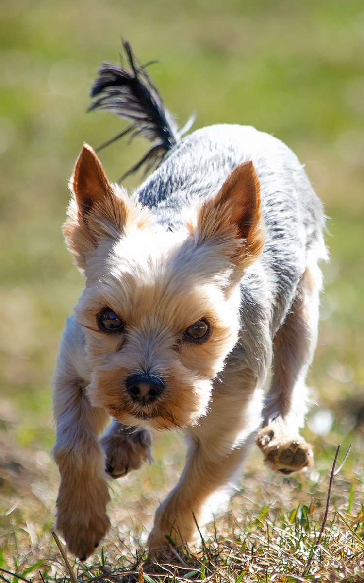 Йоркширский терьер альбинос