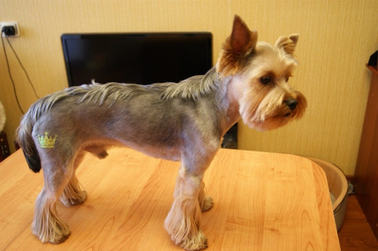 Лысый Йоркширский терьер