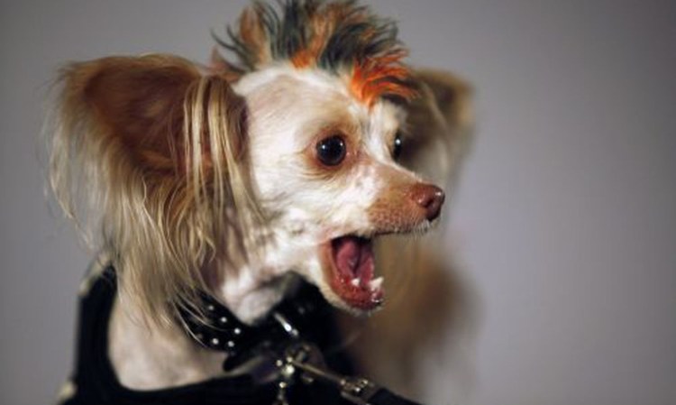 Стрижка ершский терьер