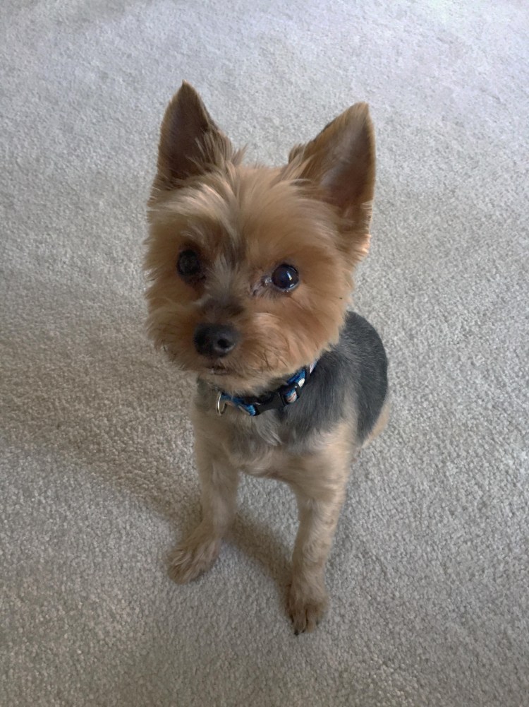 Стриженые уши Йорка сзади