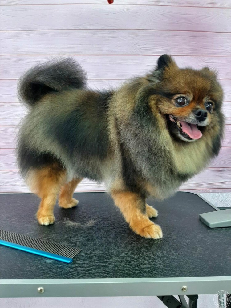 Стрижка шпица под Льва фото