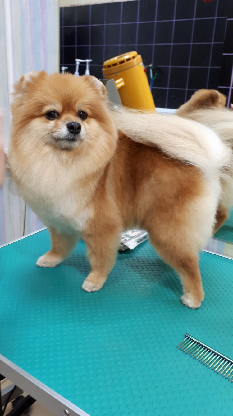 Померанский шпиц грумер