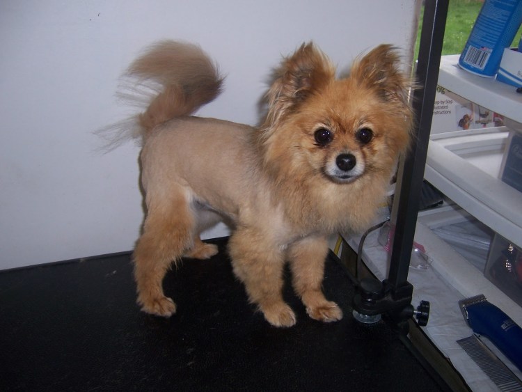 Шпиц стрижка Лев