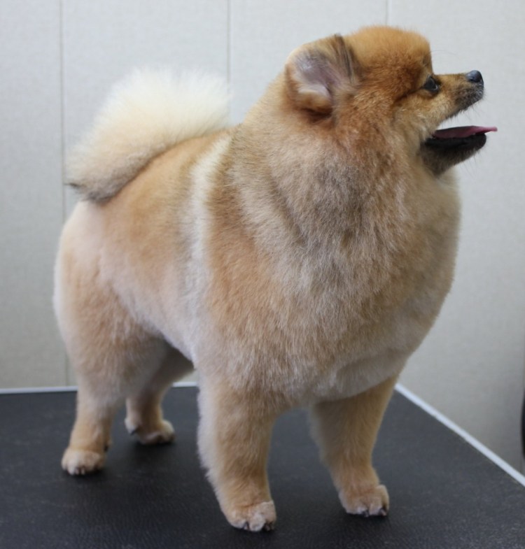 Шпиц Тигриного окраса