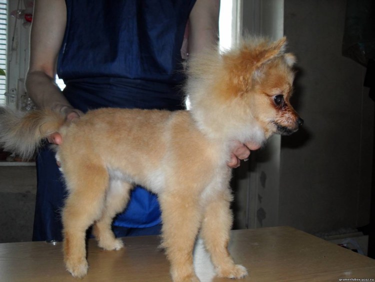 Японский шпиц стрижка