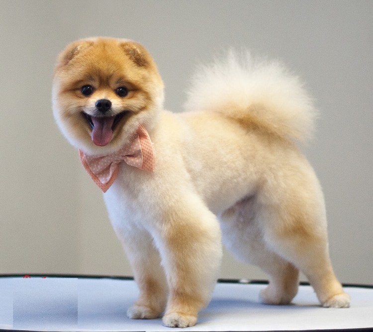 Стрижка шпица под машинку