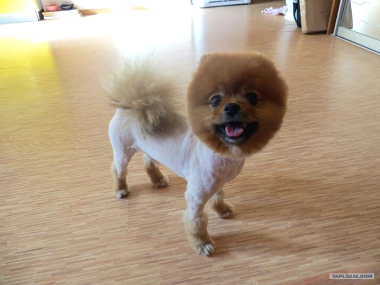 Стрижка для шпица лисичкой