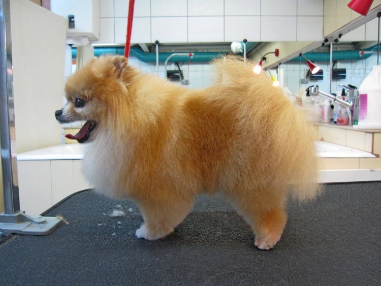 Стриженный шпиц померанский Лисичка