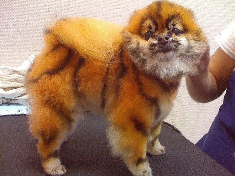 Шпиц стрижка спираль