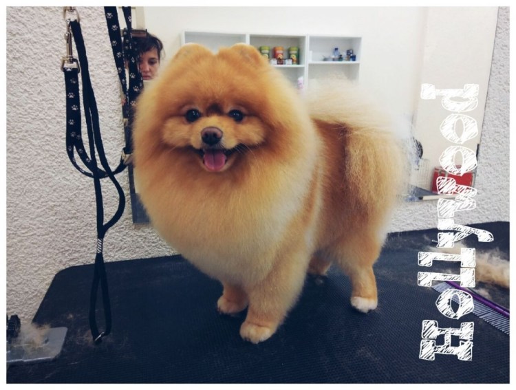 Шпиц стрижка Лев