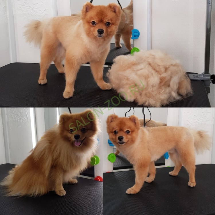 Стрижка шпица налысо