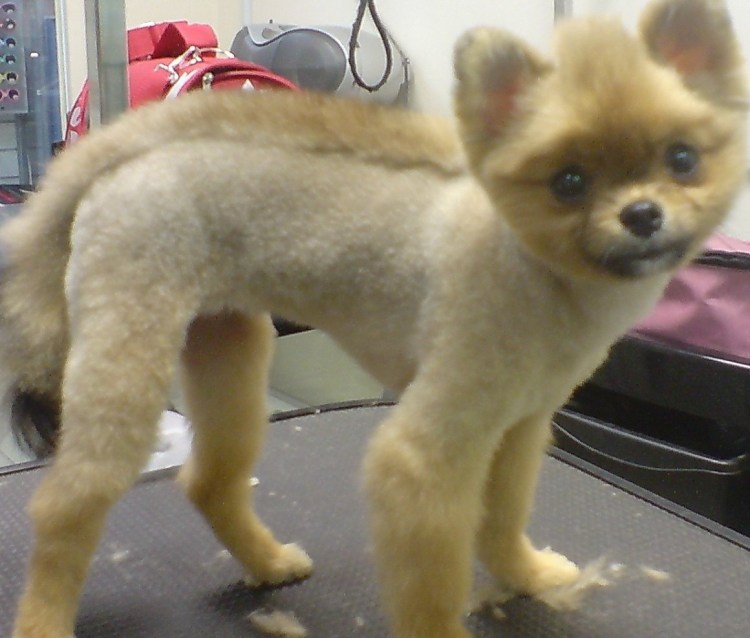 Померанский шпиц стриженный под Льва