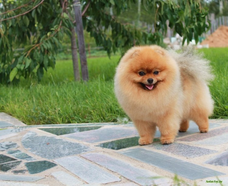 Шпиц стрижка шариком