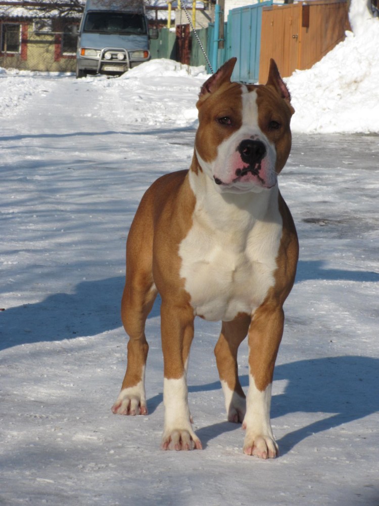 Американский стаффордширский терьер