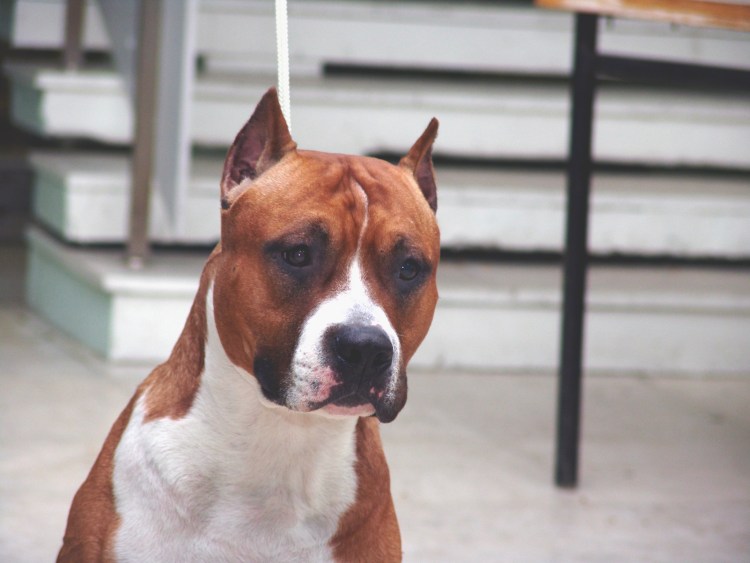 Американский питбуль рыжий