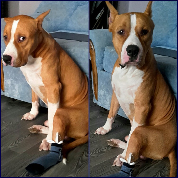 Винчестер порода собак