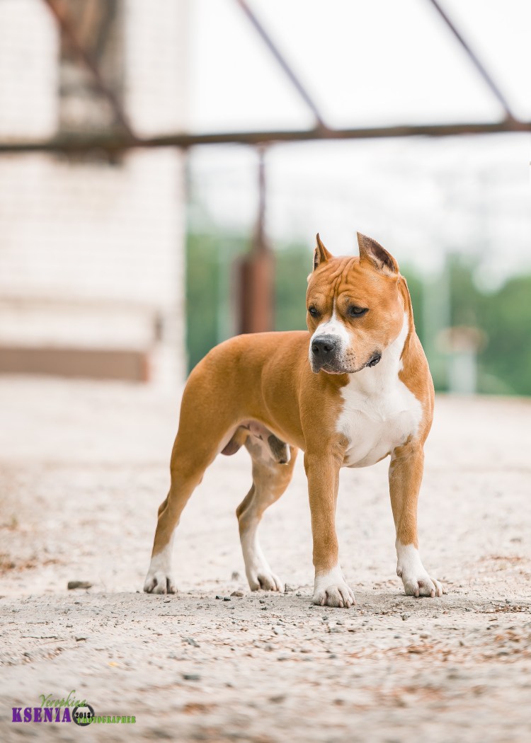 Стаффордширский терьер 4к